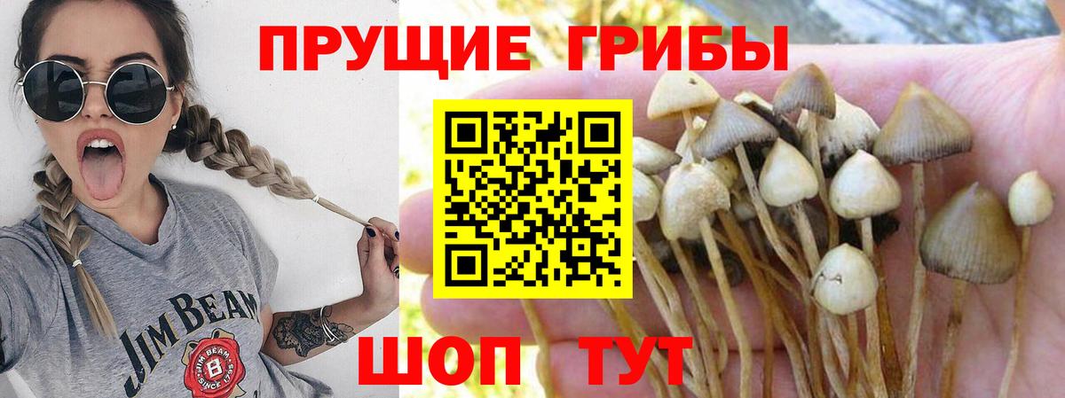 Псилоцибиновые грибы Psilocybe Лянтор